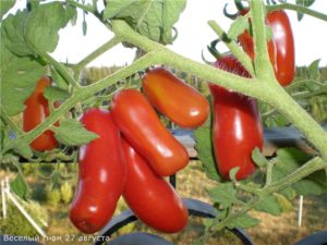 Kenmerken en beschrijving van het tomatenras Vrolijke kabouter, de opbrengst