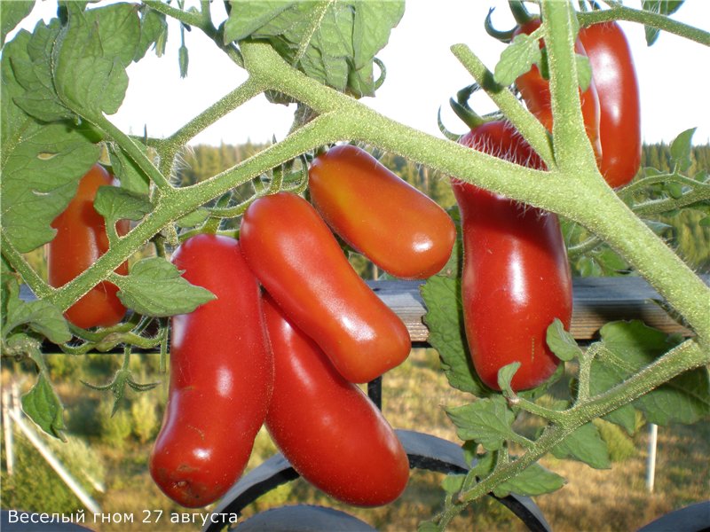 tomaat grappige gnome in het open veld