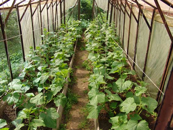 greenhouse pipino