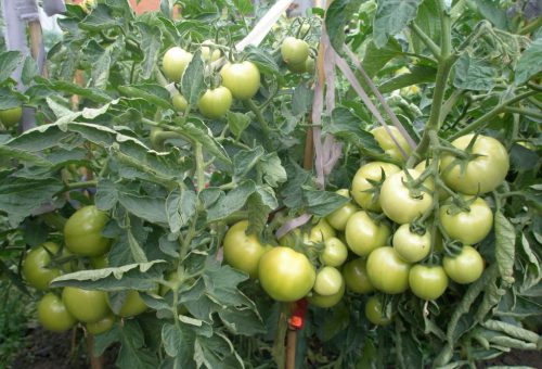 andromeda-tomaat in het open veld