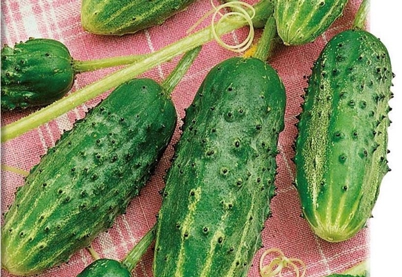 cucumber competitor on the table