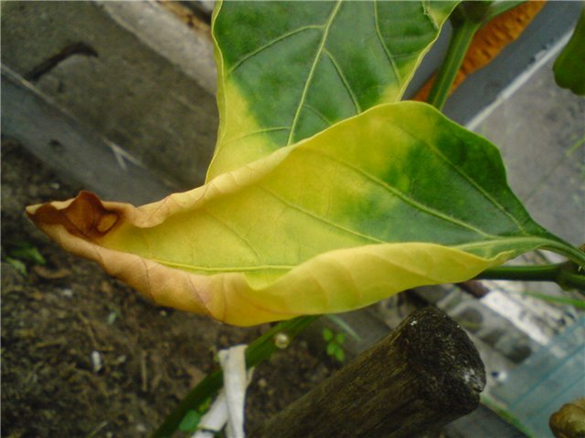 yellow pepper leaf