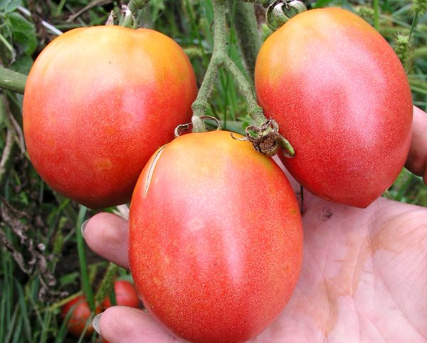עגבניות על ענף
