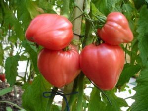Tolstushka domates çeşidinin özellikleri ve tanımı, verimi