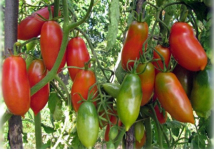 Descrizione e caratteristiche della varietà di pomodoro grappolo francese, la sua resa