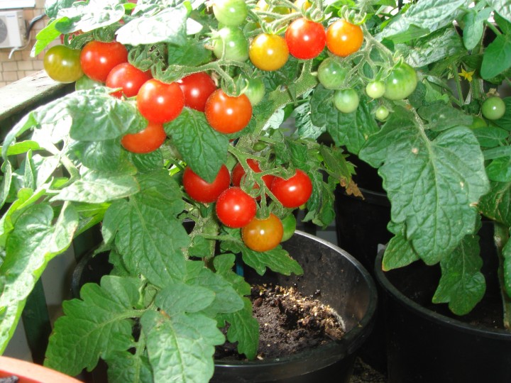 pinocchio tomato growing on the balcony