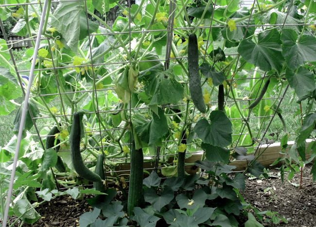 vandret binding af agurker i drivhuset