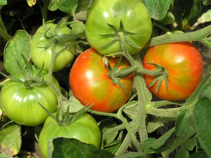 Tomatenbüsche reiche Hütte
