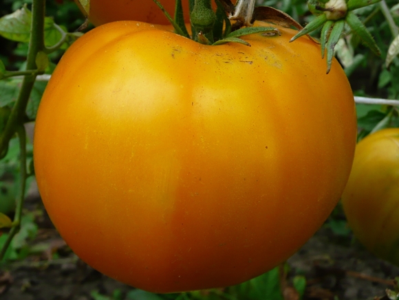 pomodoro arancia gigante