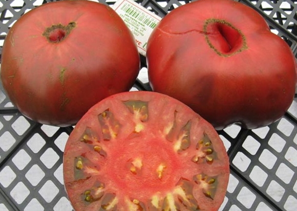 Aussehen der Tomate Perf Stolz