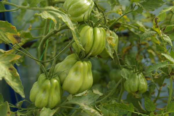 rajčatové keře Tlacolula de Matamoros
