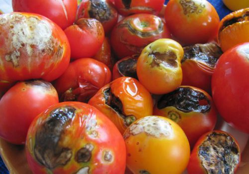 späte Fäule auf Tomaten