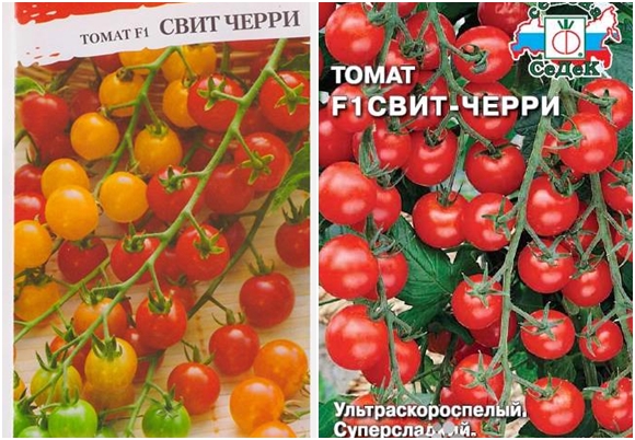 semená sladkých paradajok