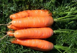 Características y descripción de la variedad de zanahoria de Nantes, tiempo de maduración y cultivo.