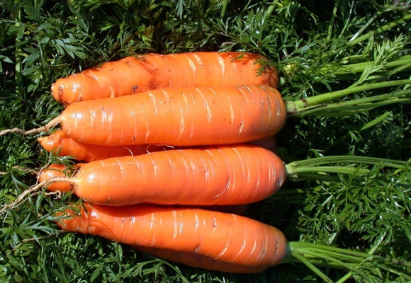 Zanahorias de Nantes en el jardín