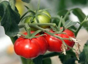 Kenmerken en beschrijving van de tomatenvariëteit Miracle of the market, de opbrengst
