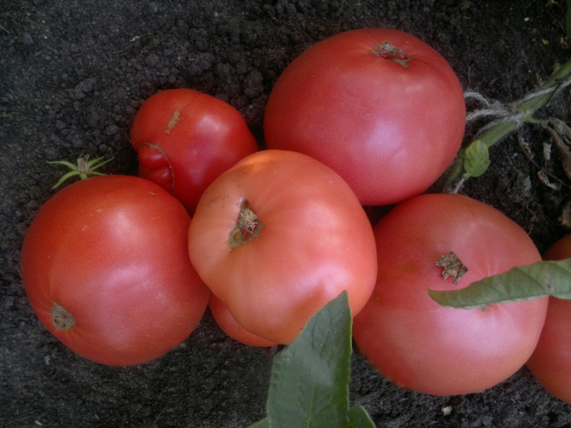 wilde roze tomaten op de grond