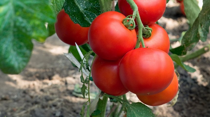 Vorteile von niedrig wachsenden Tomaten