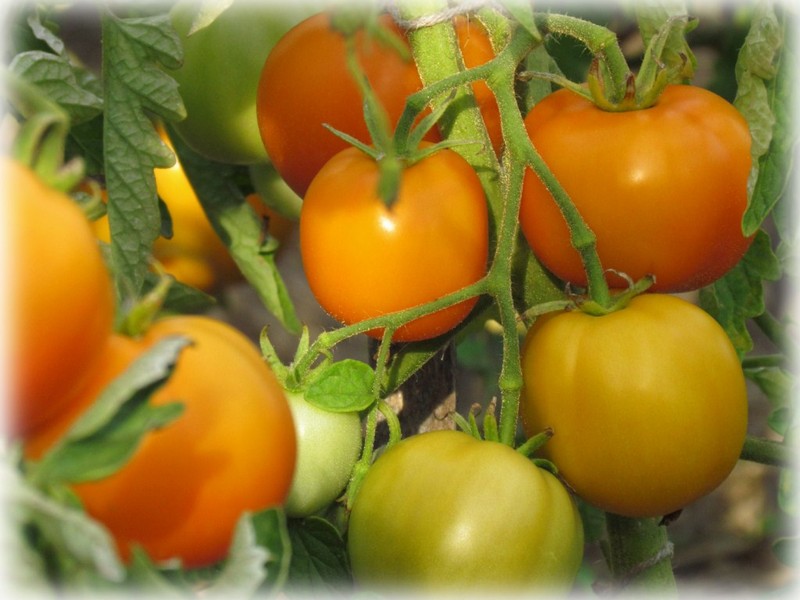 طماطم اليوسفي في الحقول المفتوحة