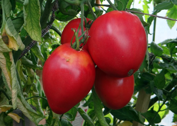 tsifomandra paradajka v záhrade