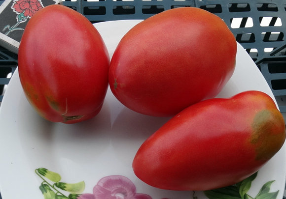 veislė paprikos formos tvirtas pomidoras