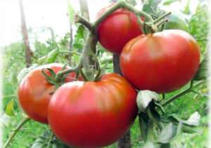 Egenskaper och beskrivning av hallonköttig tomat, dess utbyte