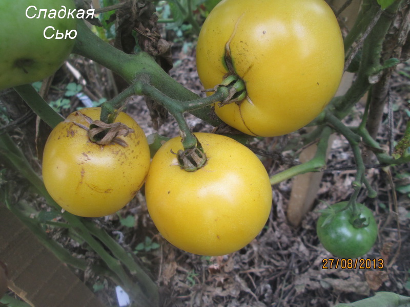 arbustos de tomate Dwarf Sweet Sue
