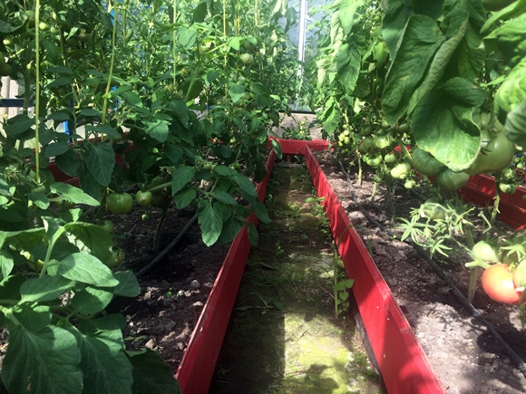 høje tomater i drivhuset