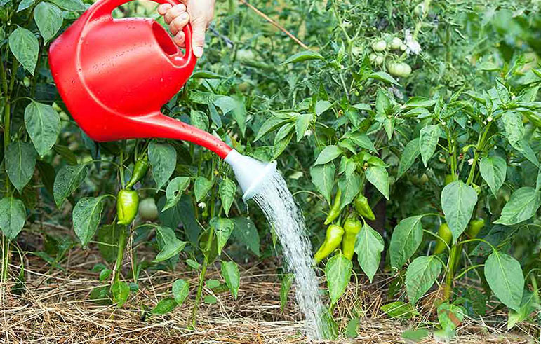 watering pepper