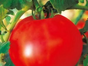 Olya-tomaattilajikkeen ominaisuudet ja kuvaus, sen sato