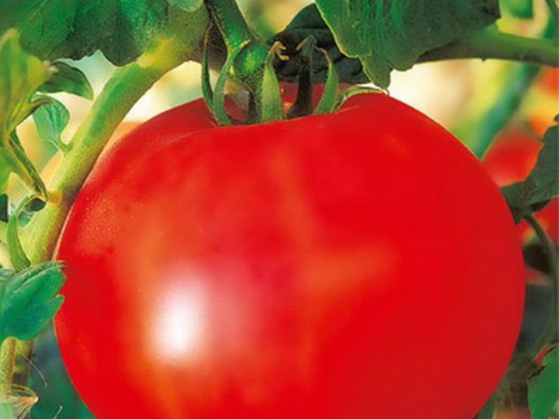 cuidado del cultivo de tomate