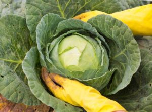 When to pick off the lower leaves of cabbage and is it possible to do it