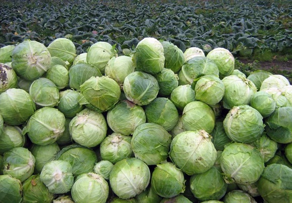 cabbage harvest aggressor
