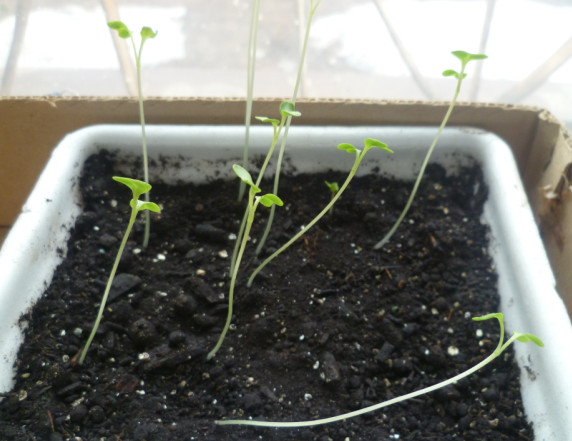 cabbage seedlings on the balcony