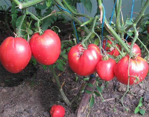Cardinale di pomodori in serra