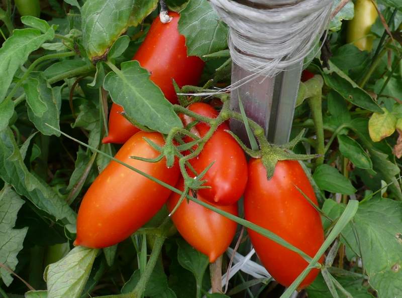 tomātu kaspars dārzā