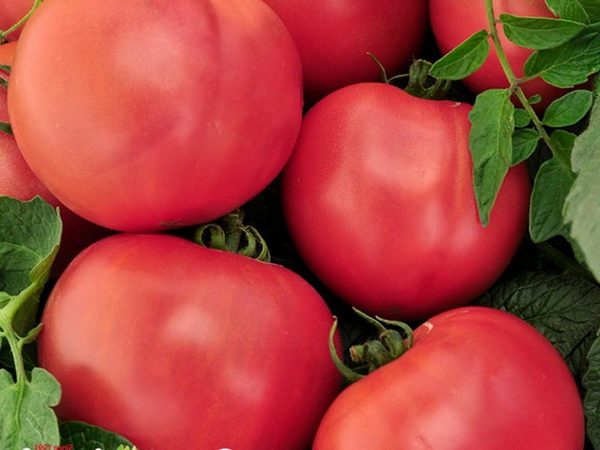 kráľ trhu s paradajkami
