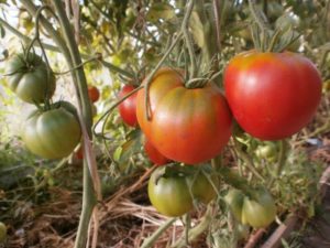 Charakterystyka i opis odmiany pomidora Cosmonaut Volkov, jej plon