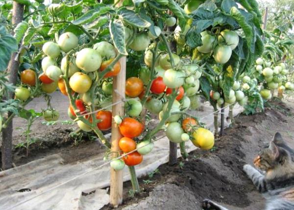 Tomatenbüsche Rotkäppchen