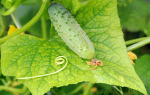 Why leaves of cucumbers can turn yellow and how to treat them, how to process them
