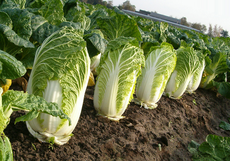 Chinese cabbage in the garden