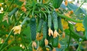 Revisión de las mejores variedades de pepino autopolinizado para invernadero y campo abierto