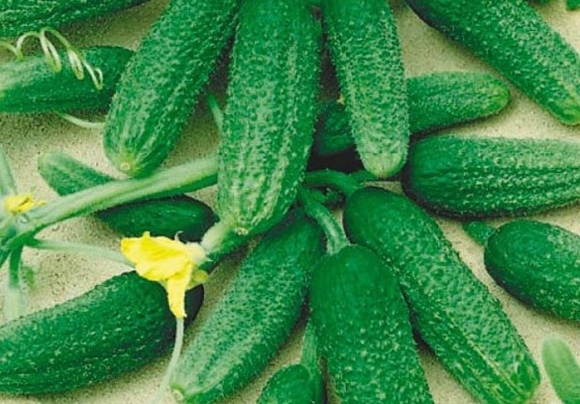 verschijning van connie komkommers