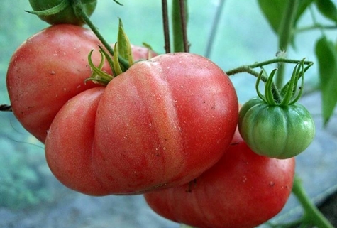 krzewy pomidorów Malinowy olbrzym