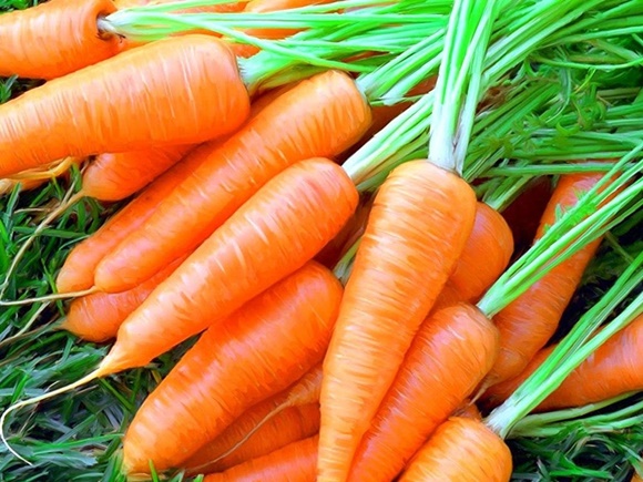 cà rốt trong một đống