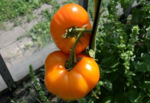 Portakal fil domates çeşidinin özellikleri ve tanımı, verimi