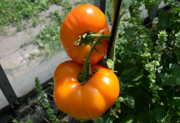 Tomatenbüsche orange Elefant