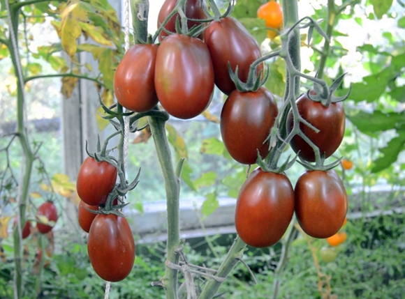 Tomatenbüsche schwarzes Moor