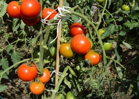 domates yetiştiriciliği