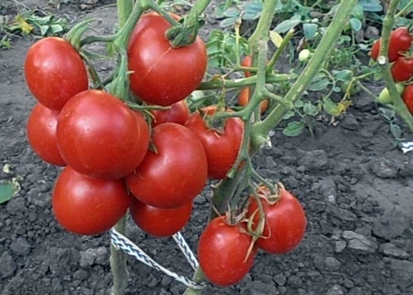 dicke Tomate f1 auf freiem Feld